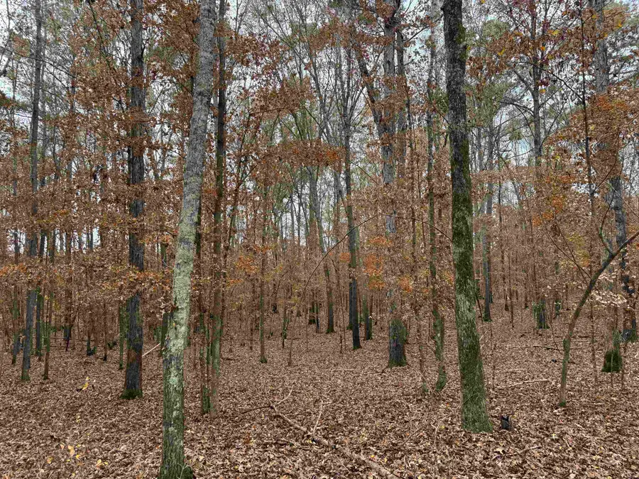 TBD Private Rd 1331, Elysian Fields, TX 75642 - Image #3