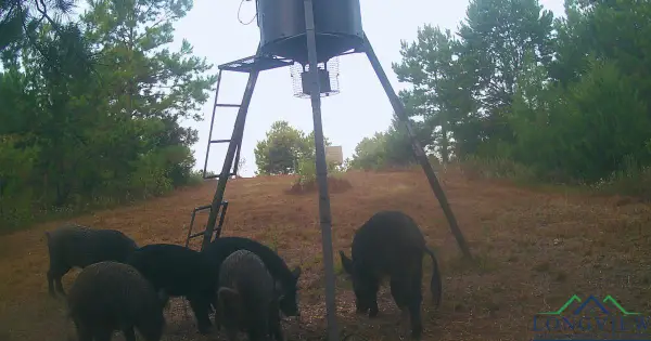 TBD County Road 1634, Linden, TX 75563