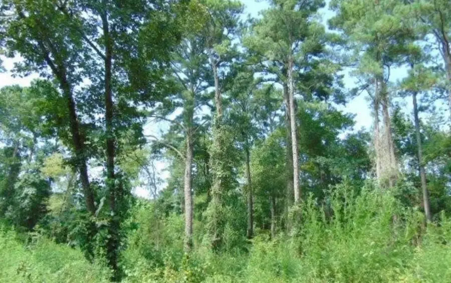 260 Chelsea Lane, Bullard, TX 75757 - #2