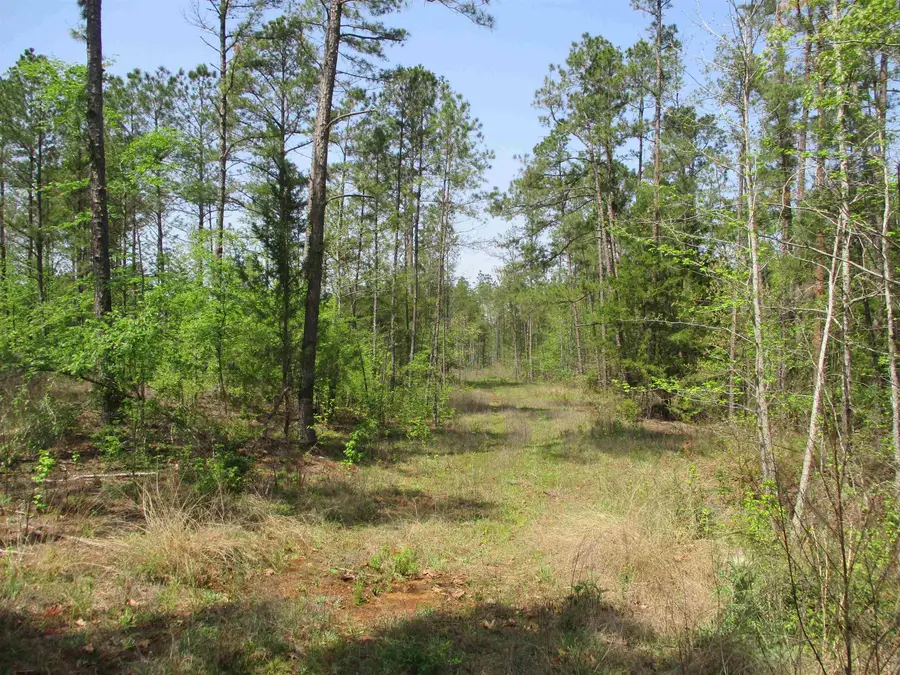 0000 CR 461 S, Laneville, TX 75667 - Image #3