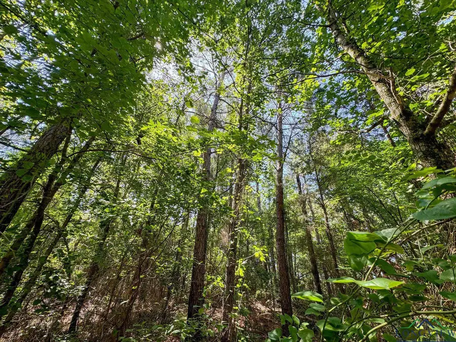 TBD County Road 2617, Linden, TX 75563 - Image #2