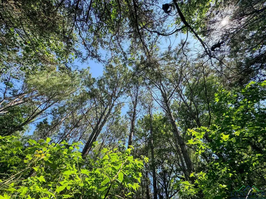 TBD County Road 2617, Linden, TX 75563 - Image #3