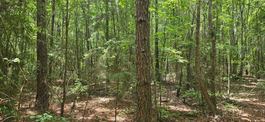 331 Red Maple Rd, Gilmer, TX 75644 - #2