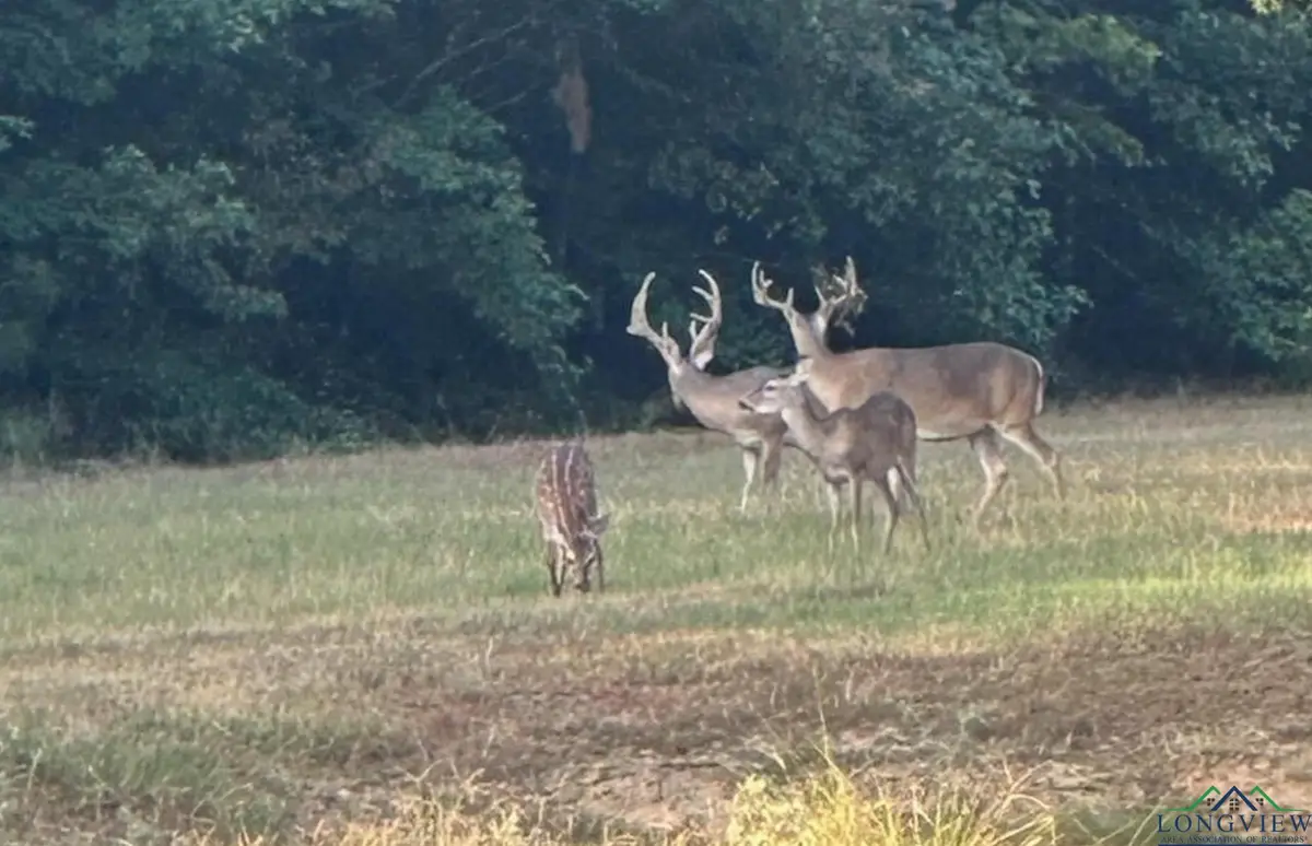 TBD FM 805, Jefferson, TX 75657 - Image #1