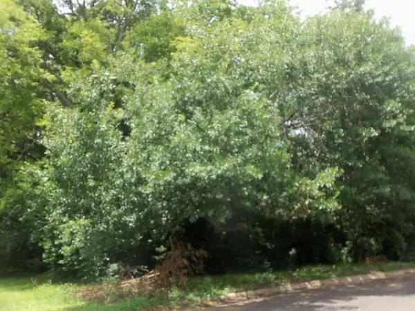 3411 Larkspur Lane, Kilgore, TX 75662-2738