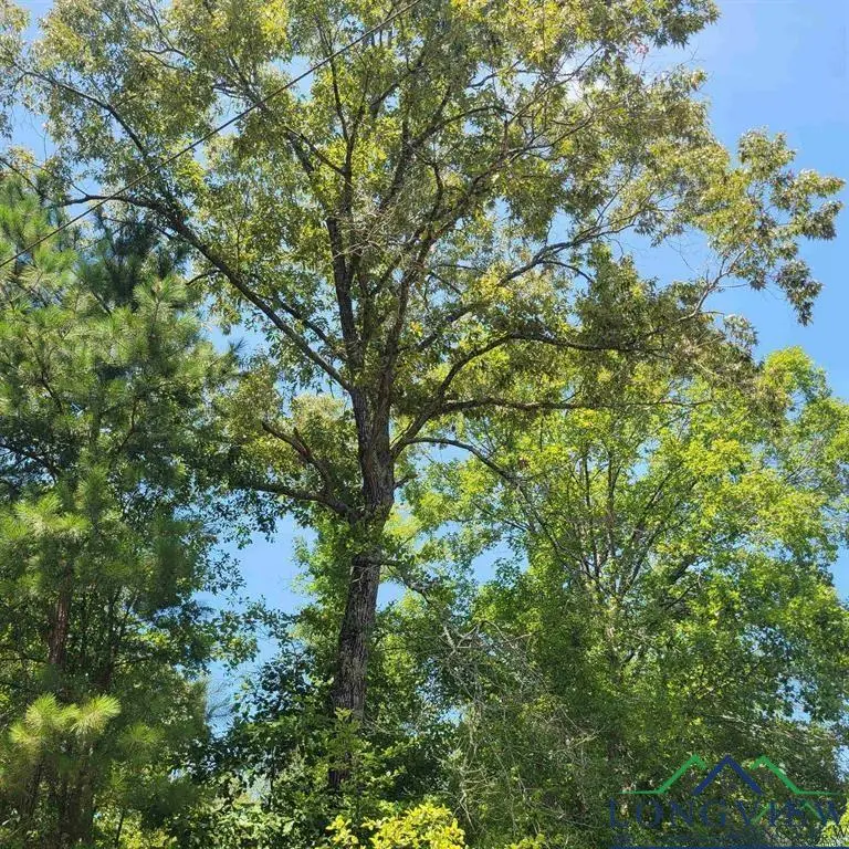 0000 Driskell Bridge RD, Harleton, TX 75651 - Image #2