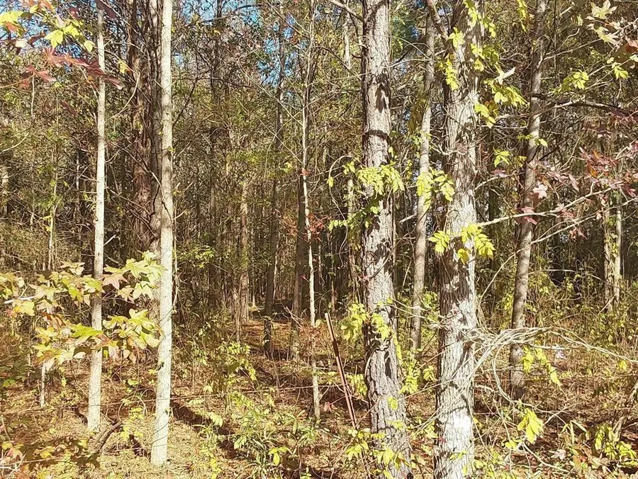 0000 County Road 4560, McLeod, TX 75565 - Image #2