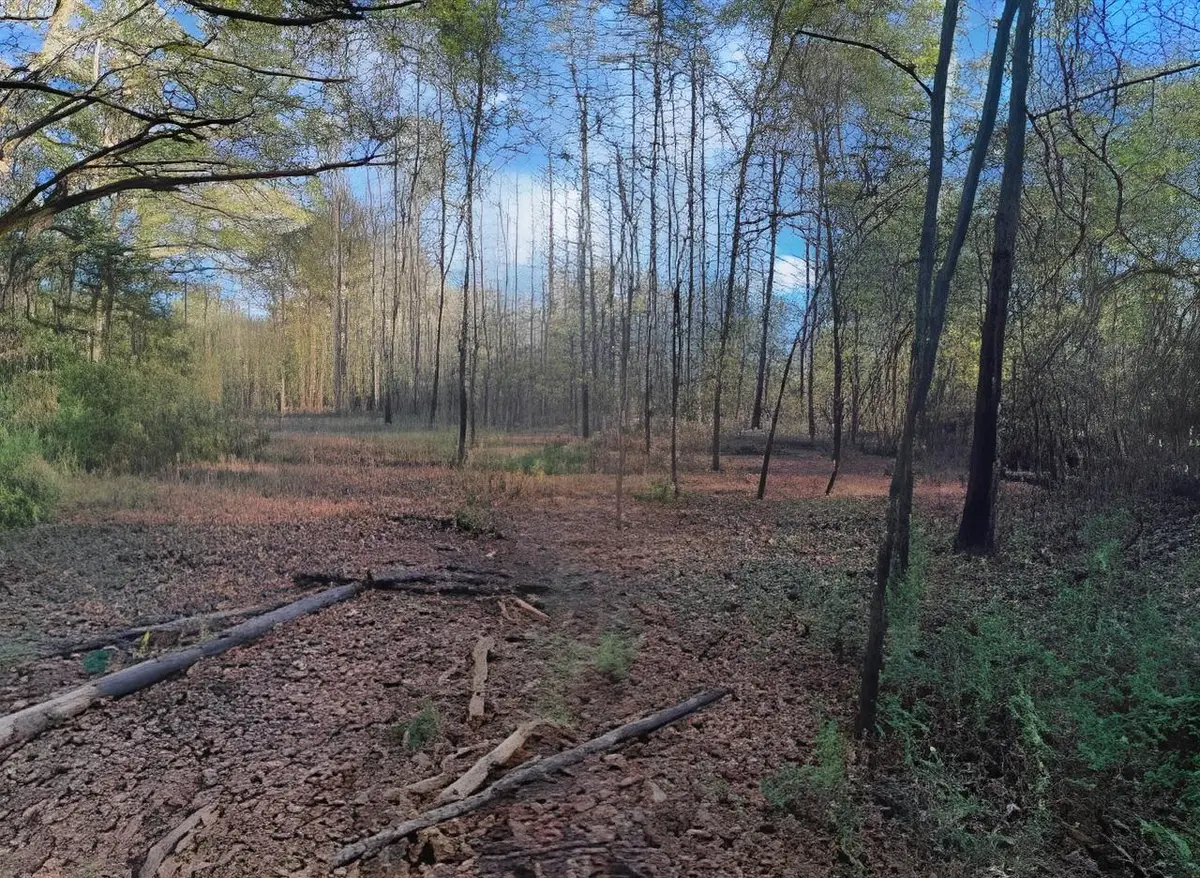 TBD S County Road 317, Henderson, TX 75654 - Image #1