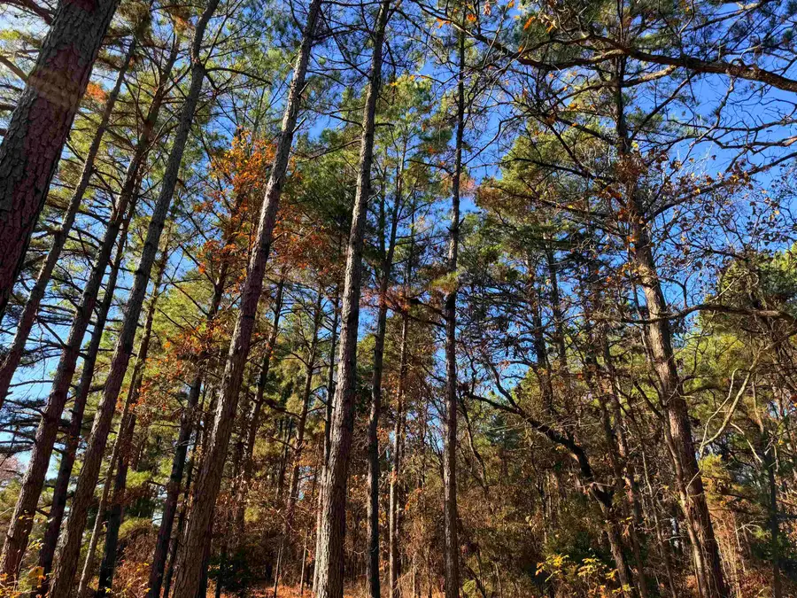 12.05 ac TBD FM 726 #4, Jefferson, TX 75657 - Image #2