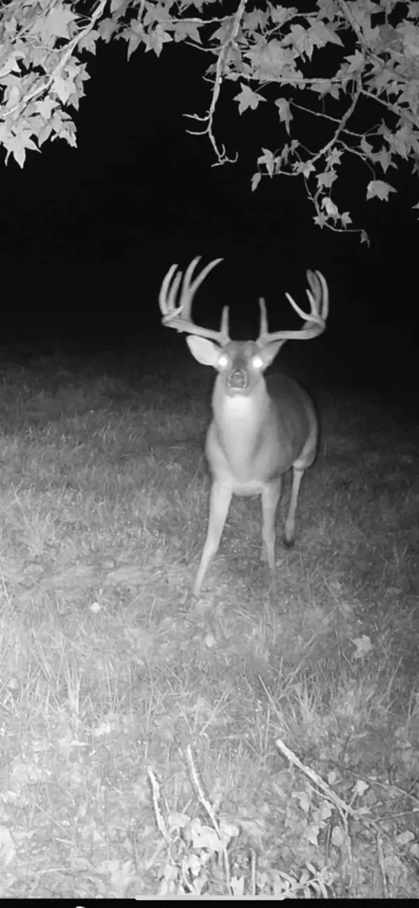 TBD CR 2738, Naples, TX 75568