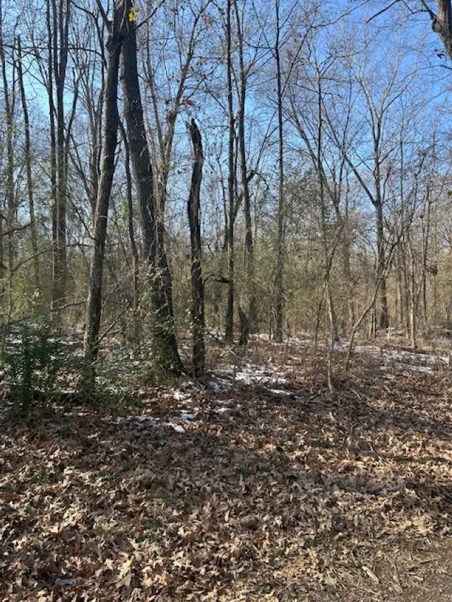 County Road 3357, Omaha, TX 75571 - Image #3