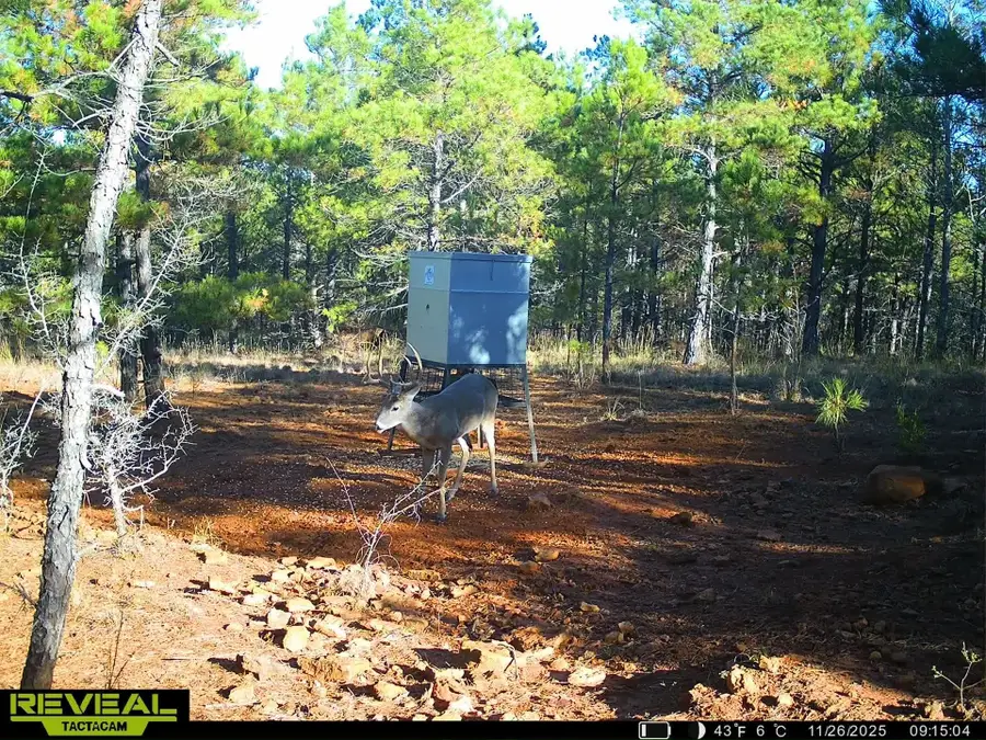 TBD Radio Rd, Lone Star, TX 75668 - #3