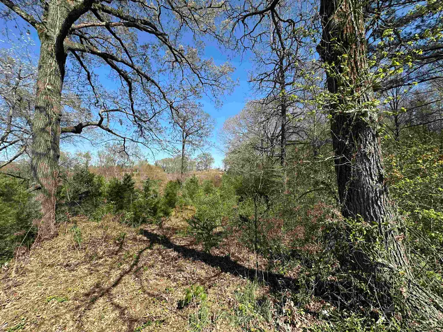 834 County Road 1225, Daingerfield, TX 75638 - #2