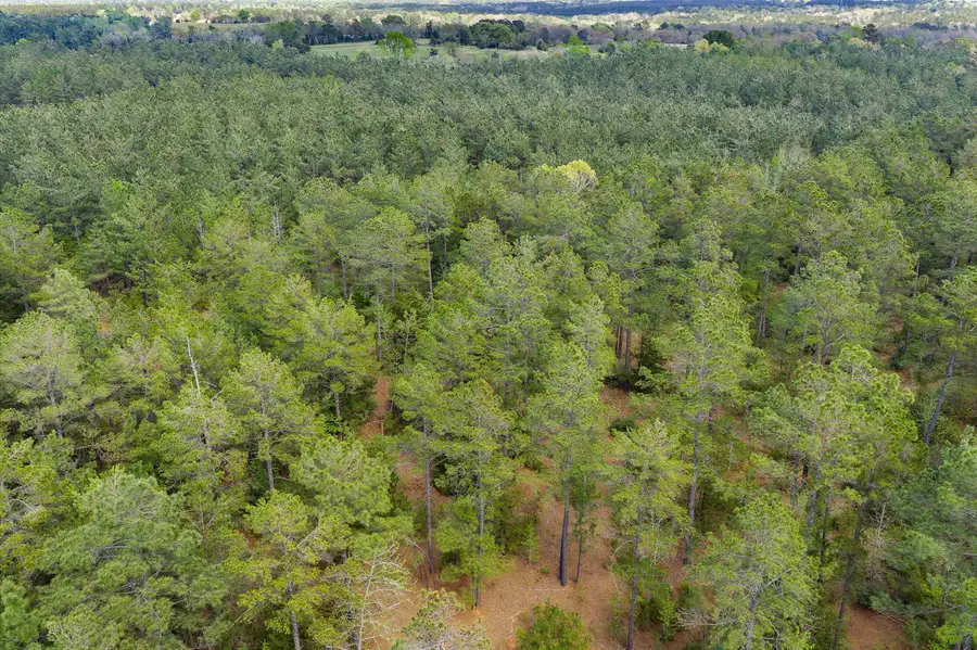 TBD FM 839, Laneville, TX 75667 - #2