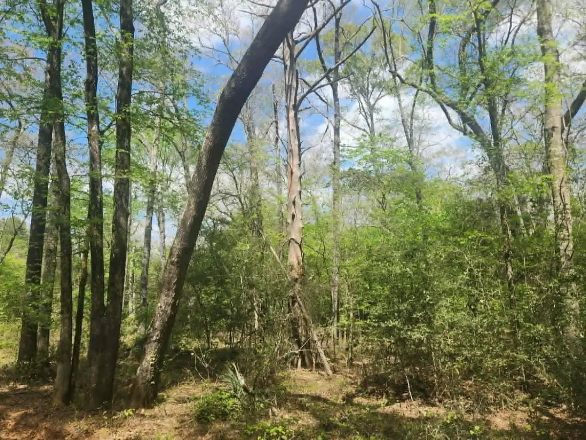 TBD Baker Bridge Road, Marshall, TX 75672 - #1