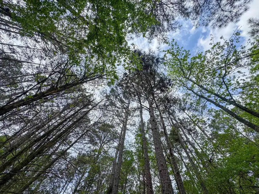 0002 CR 1628, Linden, TX 75563 - #3