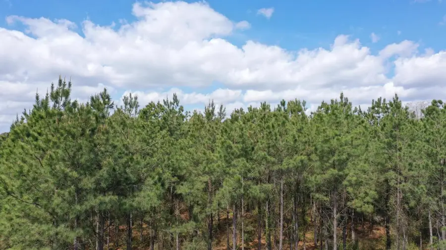 0 County Road 1926, Linden, TX 75563 - #3