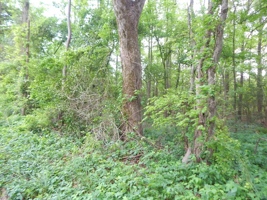 TBD 3.07 ACRE WOODCHUCK RD., Pittsburg, TX 75686 - #3