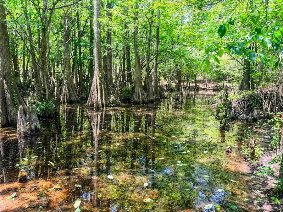 TBD County Road 3420, Jefferson, TX 75657 - #2