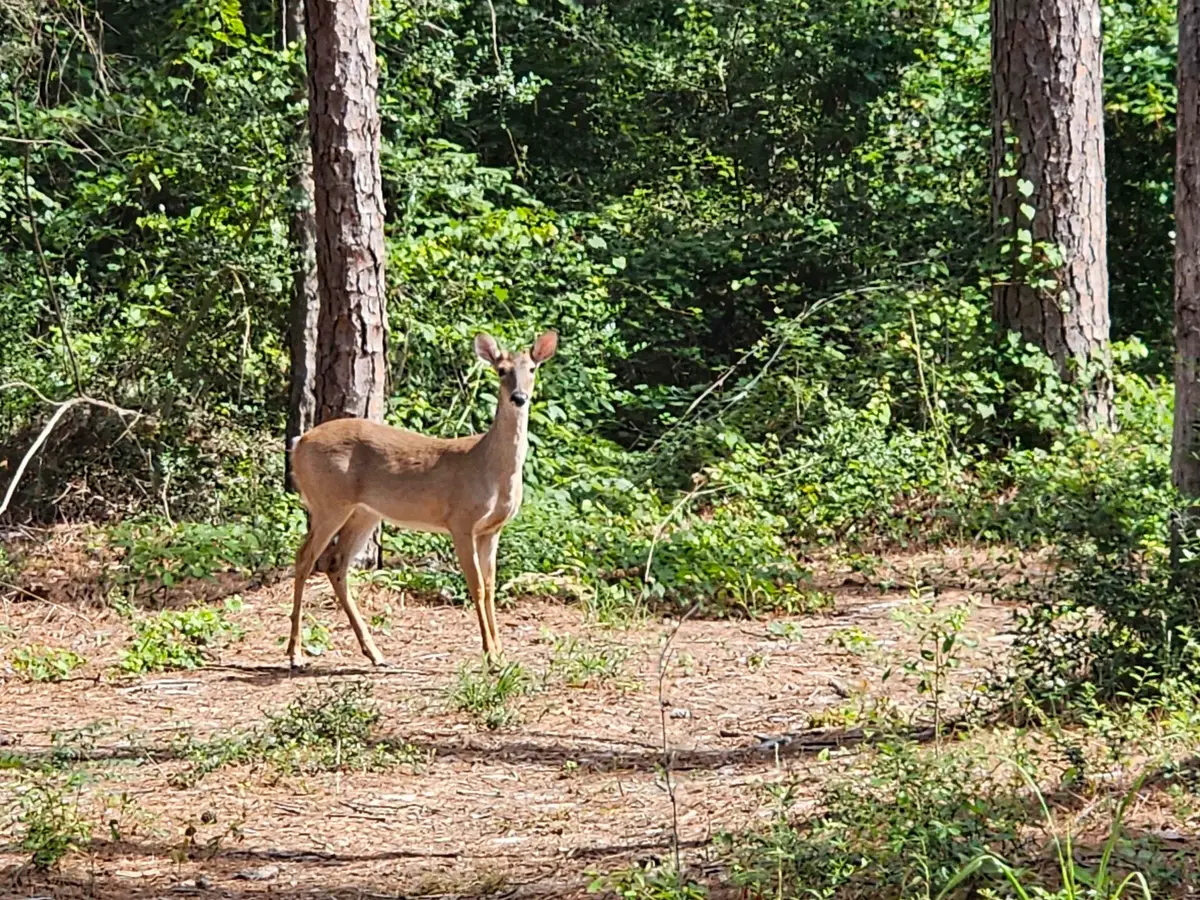 TBD Green Meadow Trail (Lot 140), Holly Lake Ranch, TX 75765 - #1