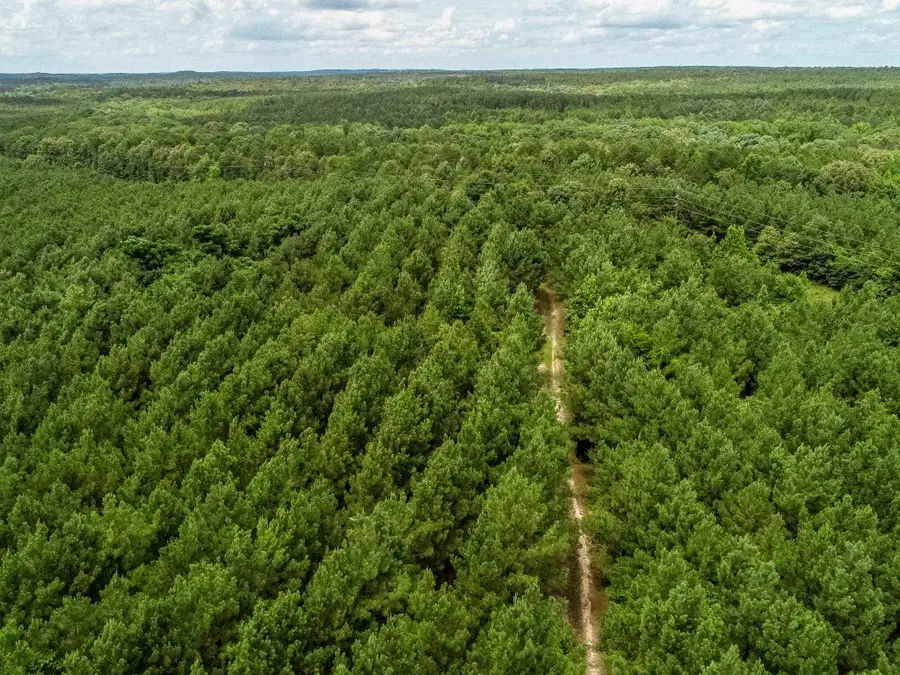 599 JONES FARM RD, Avinger, TX 75630 - #3