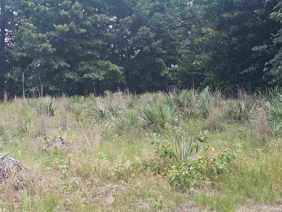 TBD Lot Pagosa, Holly Lake Ranch, TX 75765 - #3