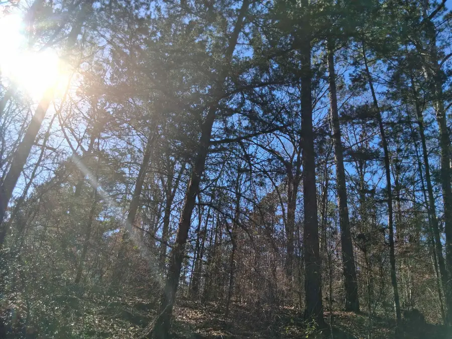 Tbd County road 1581, Avinger, TX 75630 - #2