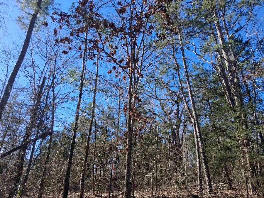 Tbd County road 1581, Avinger, TX 75630 - #3