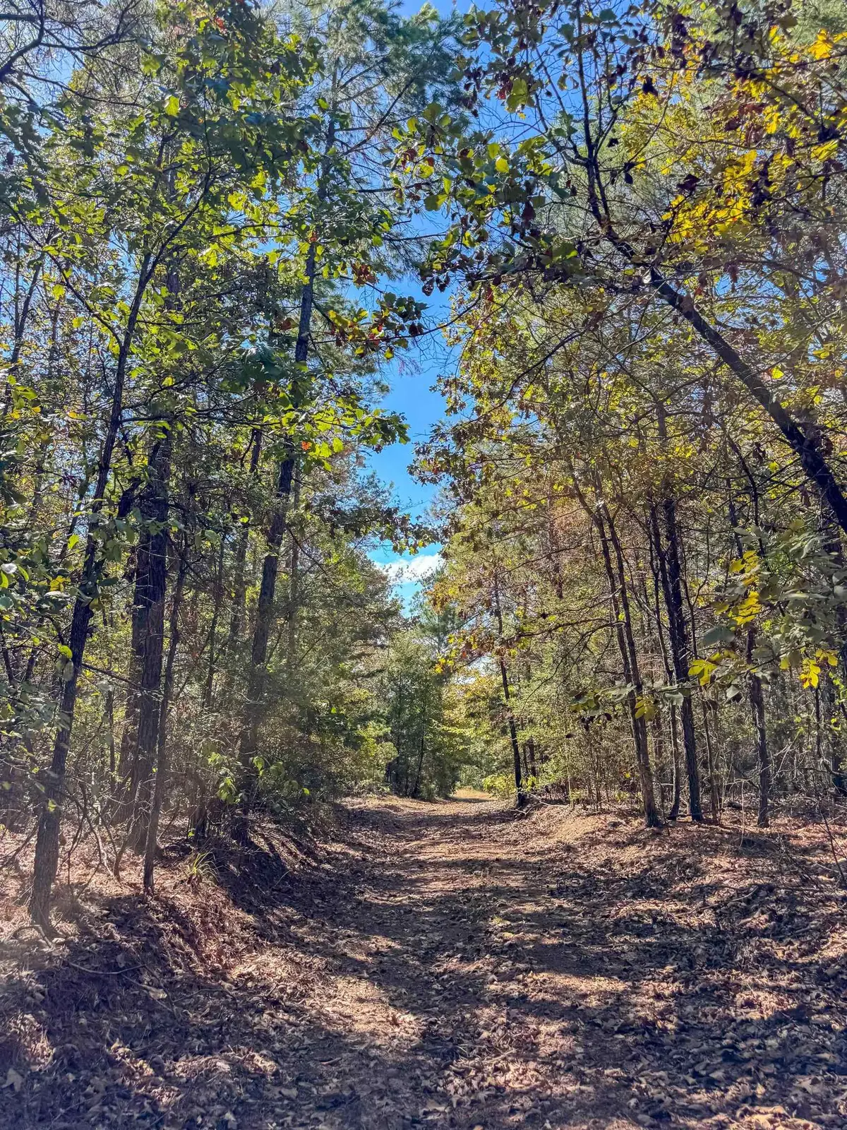 TBD County Road 1584, Avinger, TX 75630 - #1