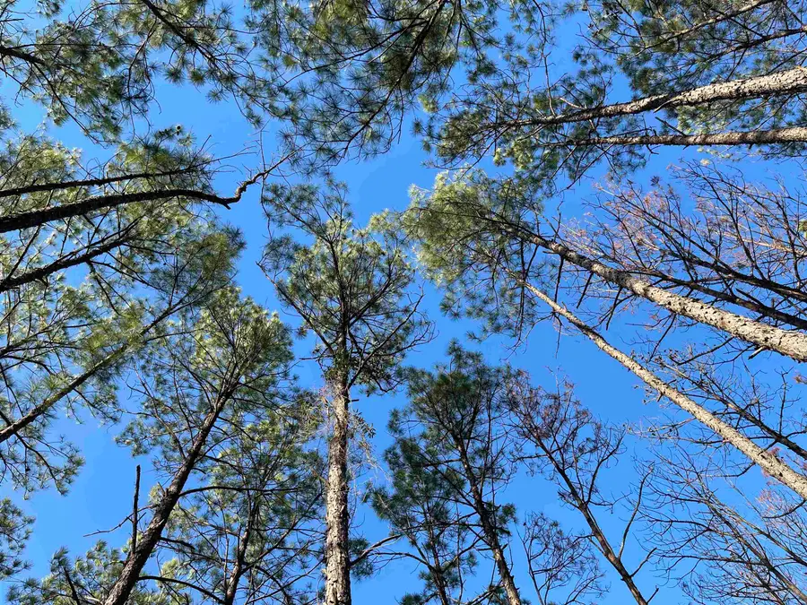 Tract 1-90 Private Road 6028, Brookeland, TX 75931 - #2