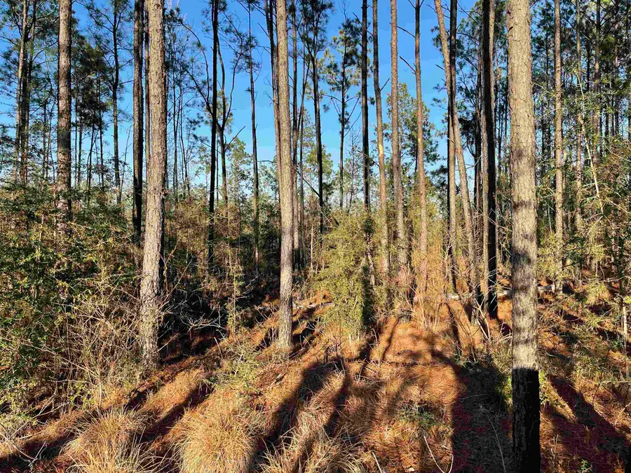 Tract 1-90 Private Road 6028, Brookeland, TX 75931 - #3