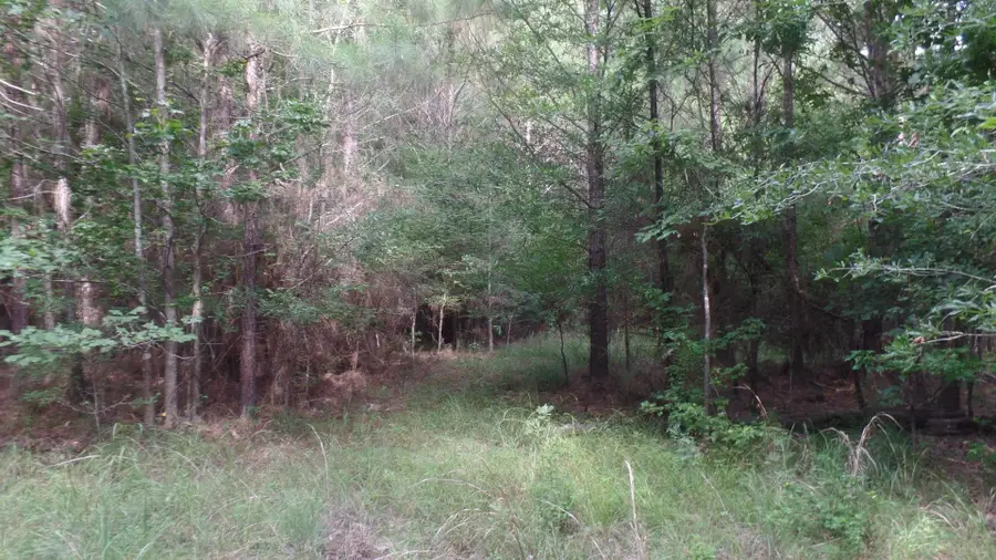 38.655 ac County Road 20, Jasper, TX 75951 - Image #2