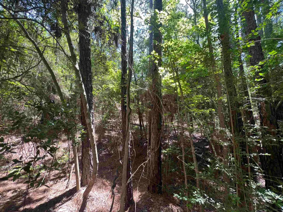 125 Dewberry Drive, Sam Rayburn, TX 75951 - Image #3