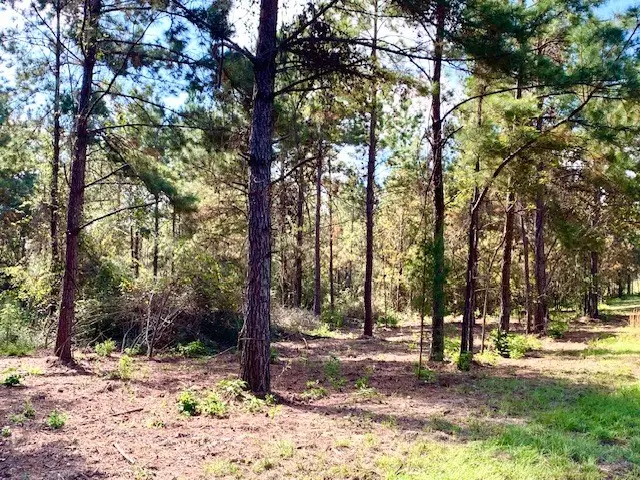 38.3 ACRES Cr 2310, Woodville, TX 75979 - Image #3