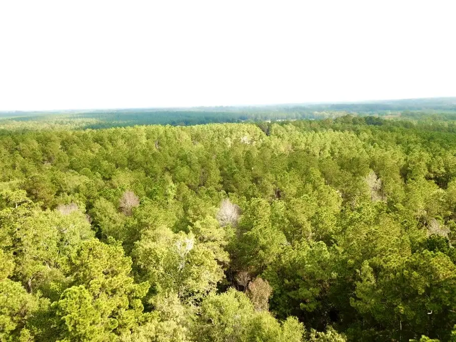 6.8 ACRES Cr 2310, Woodville, TX 75979 - Image #3