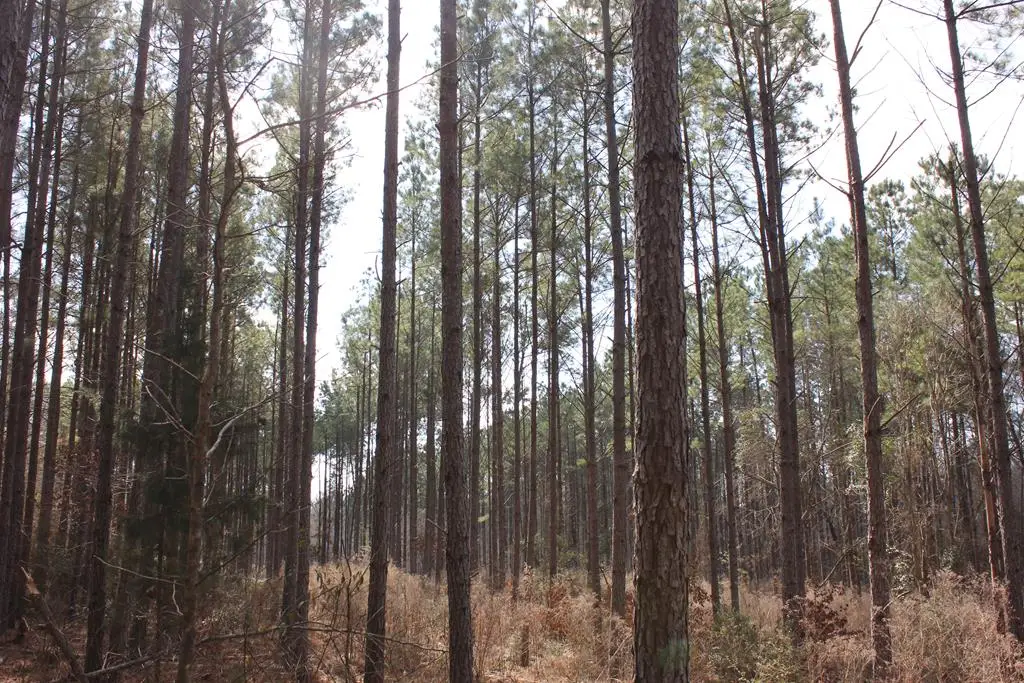 PID 7331 Us Hwy 59 N, Garrison, TX 75946 - Image #1