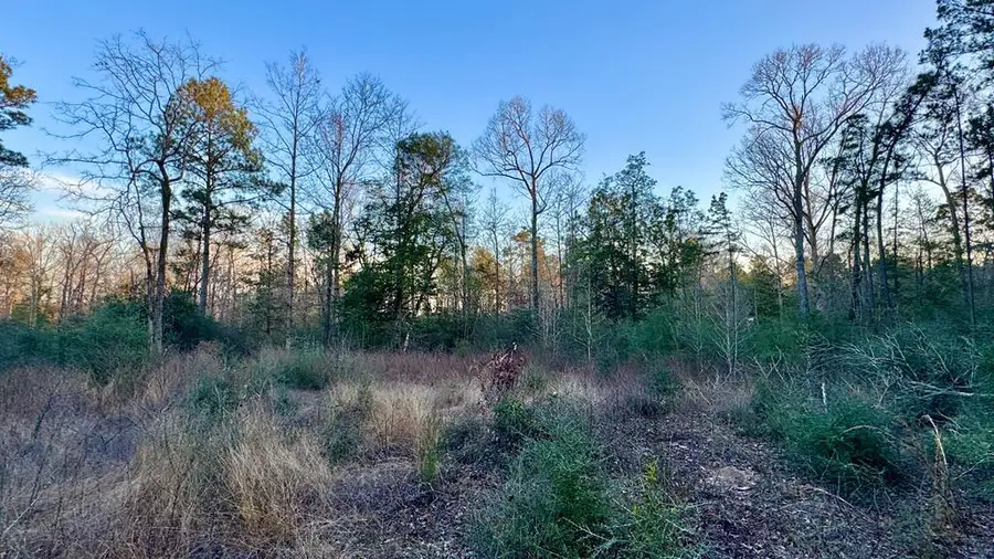 2165 Dorsey Road, Hemphill, TX 75948 - Image #2