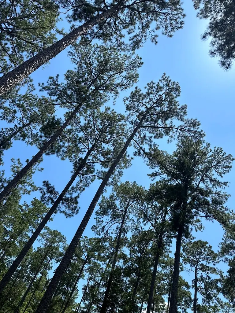 Lot 2 Pr 6028, Brookeland, TX 75931 - Image #3