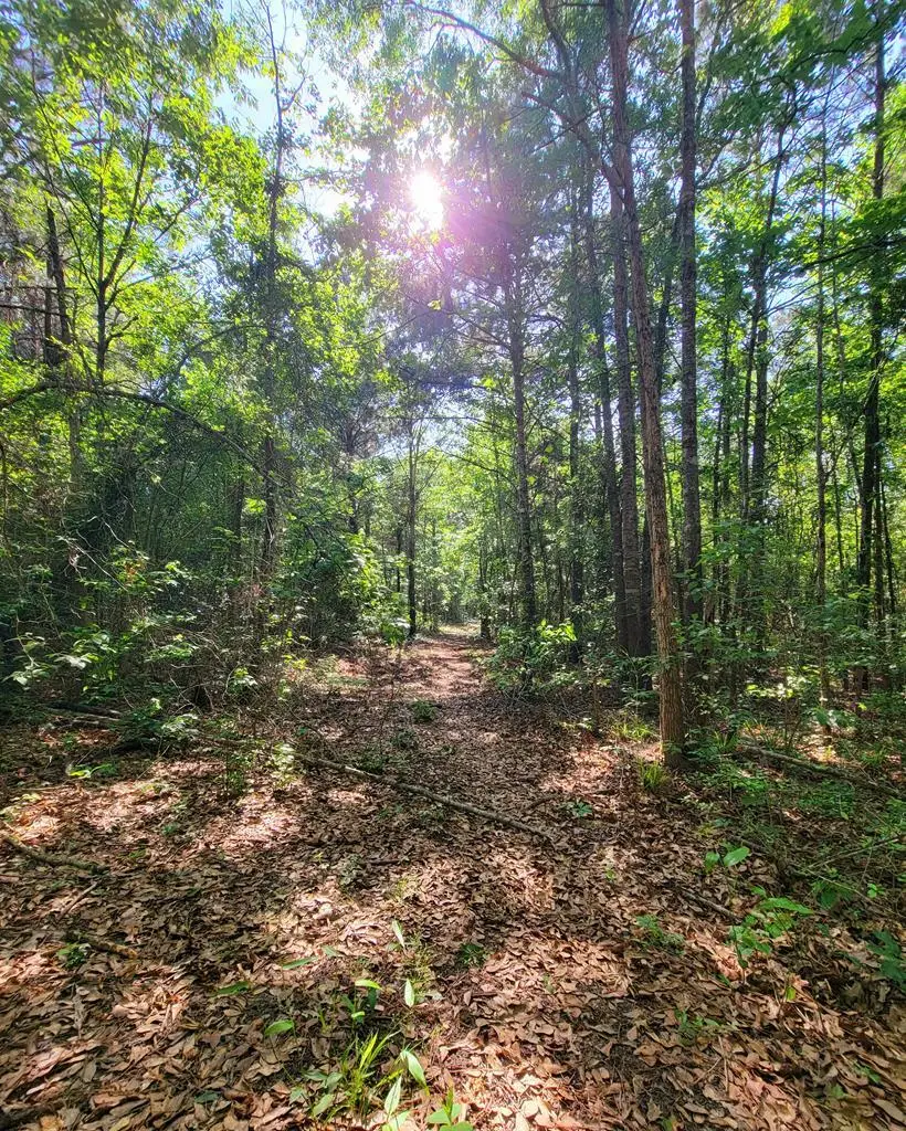 3994 County Road 774, Douglass, TX 75943 - Image #1