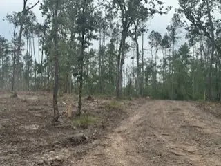 3870 tract 1 Cr 2590, Chester, TX 75936 - Image #2