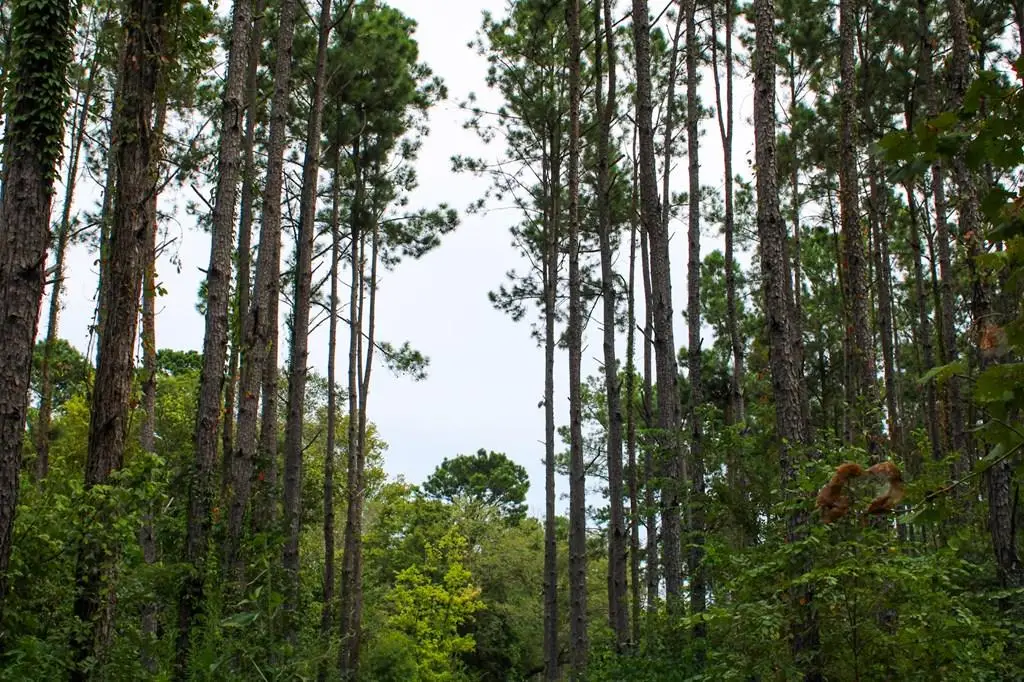 PID 45 Hwy 7, Nacogdoches, TX 75964 - Image #1