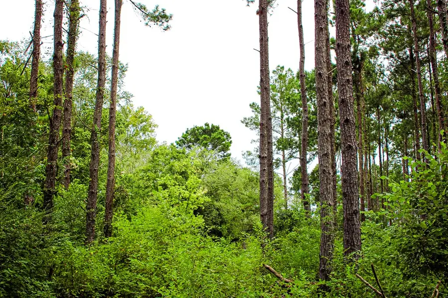 PID 45 Hwy 7, Nacogdoches, TX 75964 - Image #3