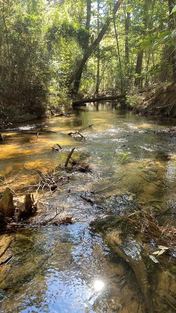 164 County Road 2127, Burkeville, TX 75932 - Image #3