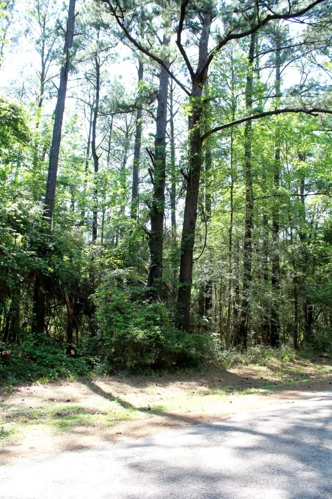 1090 Cedar Grove Rd., Hemphill, TX 75948 - Image #2