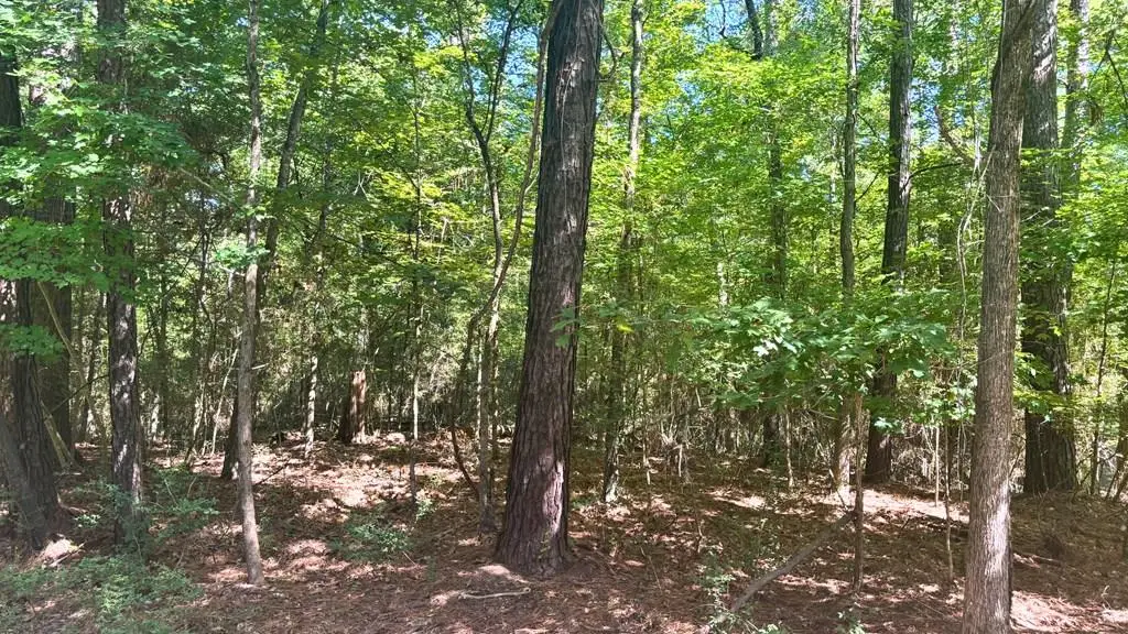 Lot 1 &2 Pine St, Broaddus, TX 75929 - Image #1