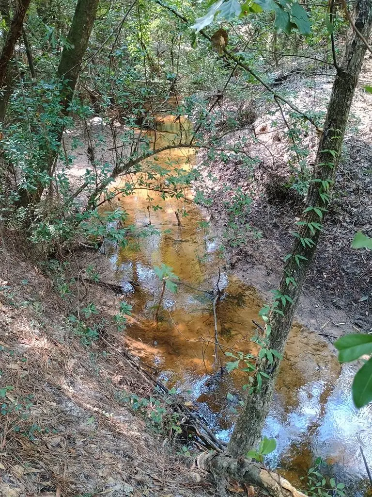 2905 County Road 441, Kirbyville, TX 75956 - Image #1