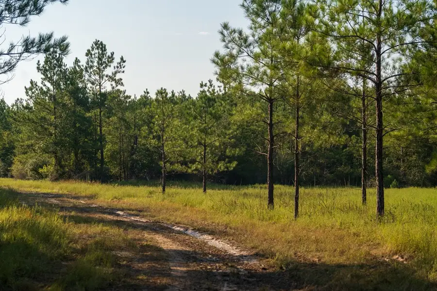 107540 Lot 3 County Road 037, Jasper, TX 75951 - Image #3