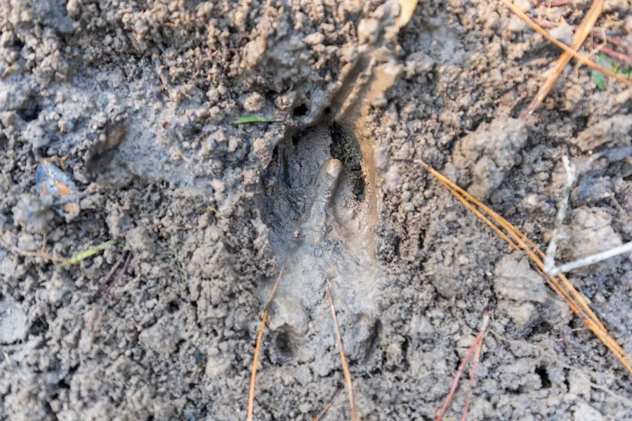 107540 County Road 037, Jasper, TX 75951 - Image #3