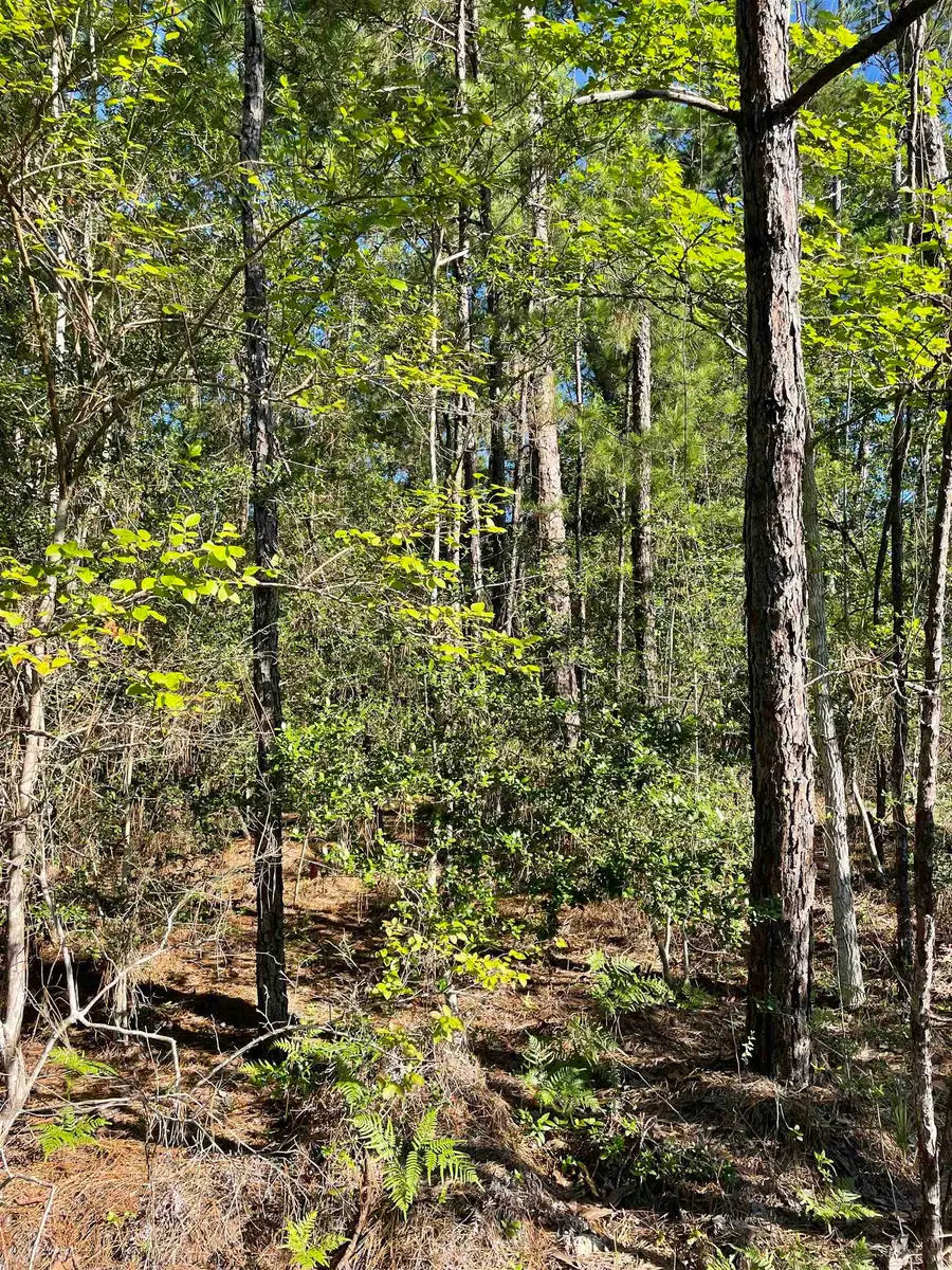 131 Glenwood, Brookeland, TX 75931 - Image #3