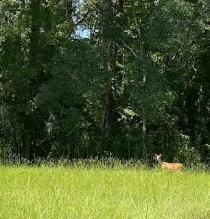 3210 Fm 3065, Colmesneil, TX 75938 - Image #2